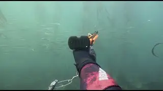 Spearfishing SoCal with 30ft viz | Barracuda | Opaleye | Sheephead | Freediving