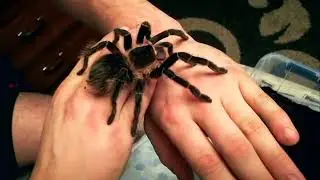 The Tarantula runs along the arm