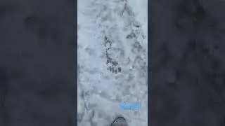 Снежный человек в московском лесу? Чьи следы? 