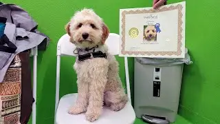 puppy class final day: 'stand' command