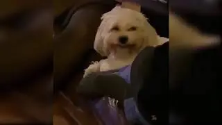 y2mate com   baby dogs cute and funny dog videos compilation 9 aww animals CgvUney Vok 1080p