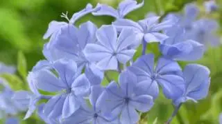 Plumbago