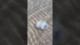 МЕДУЗЫ В АЗОВСКОМ МОРЕ👍