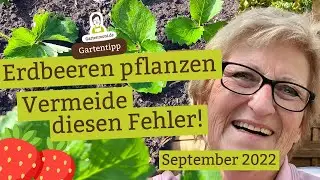 Erdbeeren richtig pflanzen: Vermeide unbedingt diesen häufigen Fehler!