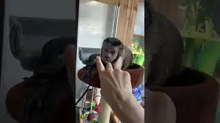 Прошка дурачится