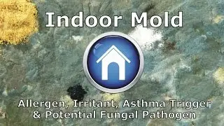 Indoor Mold - Allergen, Irritant, Asthma Trigger and Potential Fungal Pathogen