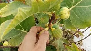Harvesting figs in December! Tiger Stripe Fig