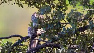 Pareja de crialos