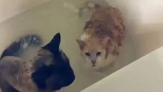 Cats and Water Compilation 1