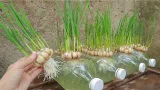 methods of propagating garlic tree at home