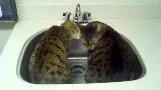 Kittys drink from sink