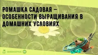 Ромашка садовая — особенности выращивания в домашних условиях