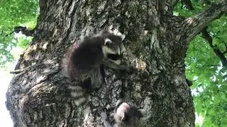 Releasing baby trash pandas back up a tree