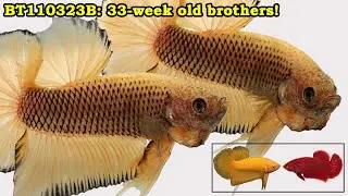 BT110323B: 33-week old Darkbody Yellow HMPK Brothers