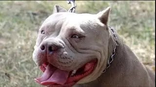CRES QUE LOS PERROS CHINOS SON BUENOS??mira este video