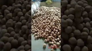 🌴🥥Hasan Traders🥥🌴premium quality dry coconut copra tiptur copra pan India deliver ☎️91488 88092