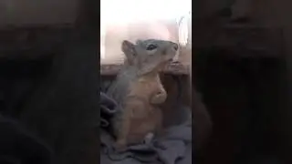 Бедная БЕЛКА😢