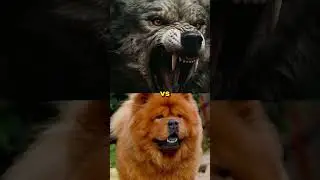 wolf vs koren mastiff, crocodile