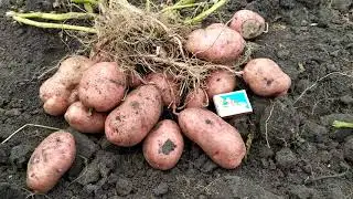 Сорт картоплі Житниця