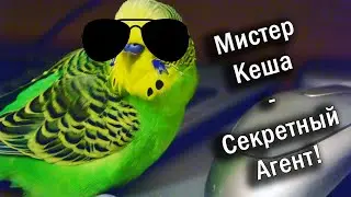 Mr. Kesha, a secret agent named 