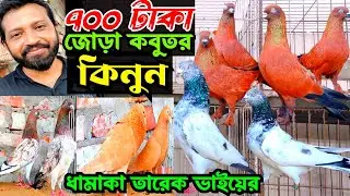 সবচেয়ে কম দামে কবুতর কিনুন || চিলা গিরিবাজ গররা কবুতর ইন্ডিয়ান কবুতর || তারেক ভাইয়ের