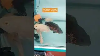 Dunia Ikan