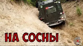 На сосны дороги нет!