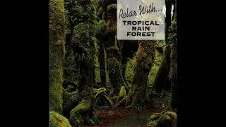 Relax With - Tropical Rain Forest