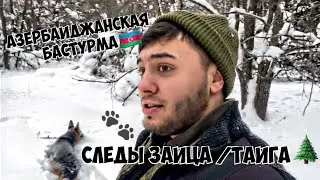 Азербайджанская (Бастурма кебаб)/ тайга/следы зайца