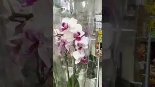 Привоз орхидей. Евроопт. Минск. #орхидеи #orchidcare #орхидеиуход #orhidee #пересадкаорхидеи #сад