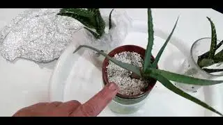 алоэ. результаты укоренения