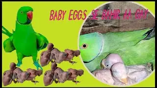 Baby eggs se Bhahir aa gay | perrot chicks hatched