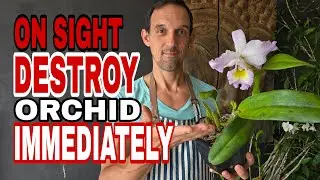Orchid Fleck Virus & Black Spot: What You NEED to Know!