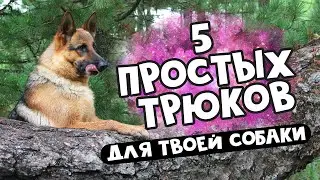 #Дрессировка: учим трюки с собакой