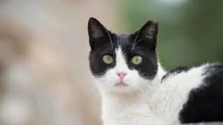 kucing lucu 2901