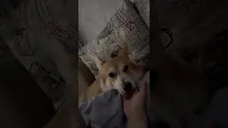Слюнявое гадание 😅 #корги #corgi #corgilove #вельшкорги #коргипемброк #вельшкоргипемброк #corgilife