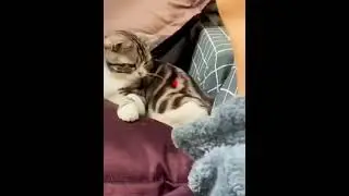 Just some animals being funny