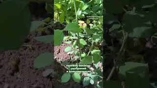 Как пересадить розу из временной емкости в открытый грунт? 🌹