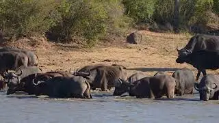 Hundred of African Buffalo running to water !