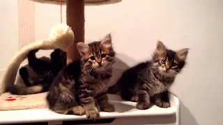 Chin-Chin's kittens July 2017 Snowgum Siberians