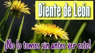✅ Cómo tomar el Diente de León 👍 la raiz propiedades
