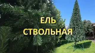 Уличная ель ствольная "Альпийская"