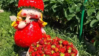 Первая весенняя подкормка для клубники.