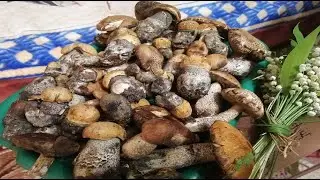 Июнь начался по грибному