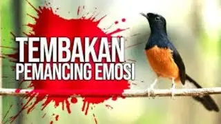 Kicau murai batu di pagi hari,terbukti ampuh untuk meningkatkan birahi dan emosi pada murai batu