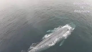 19 лютого - Всесвітній день захисту морських ссавців (День кита). Ми - це Україна