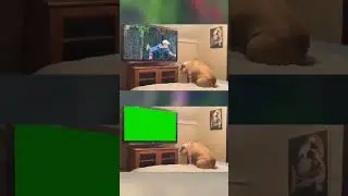 Meme dog green Screen