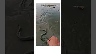 saving sea snake from beach bare handed #shortvideo #seasnake