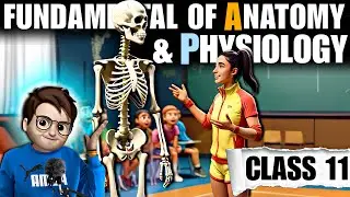 Fundamental of Anatomy and Physiology class11th / One Shot / Animation / Chapter7 Physical Education