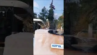 🐈Котеешная N1 на Новокузнецкой🐈🐈